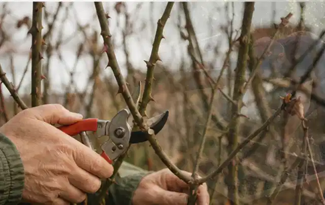 Hände schneiden einen älteren Rosenstrauch mit einer sauberen Gartenschere; Thema Heckenscheren, Schwerpunkt Wartung; Umsetzung.