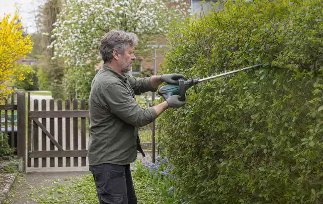 Person schneidet eine Gartenhecke mit einem motorisierten Gartengerät; Thema Heckenscheren, Schwerpunkt Winterlager; Kontrolle.