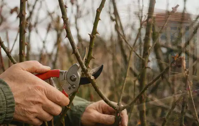 Hände schneiden einen älteren Rosenstrauch mit einer sauberen Gartenschere; Thema Heckenscheren, Schwerpunkt Winterlager; Praxisalltag.
