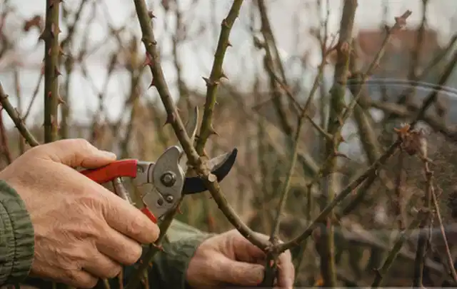 Hände schneiden einen älteren Rosenstrauch mit einer sauberen Gartenschere; Thema Herbstblüher, Schwerpunkt Bewässerung; Ausgangslage.