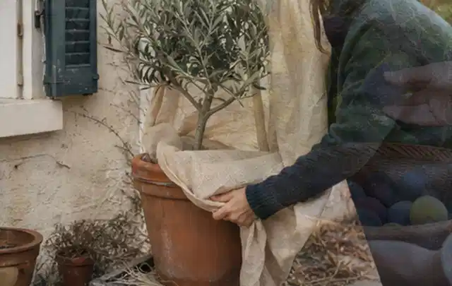 Person umhüllt eine mediterrane Kübelpflanze mit atmungsaktivem Winterschutz; Thema Herbstblüher, Schwerpunkt Bewässerung; Kontrolle.
