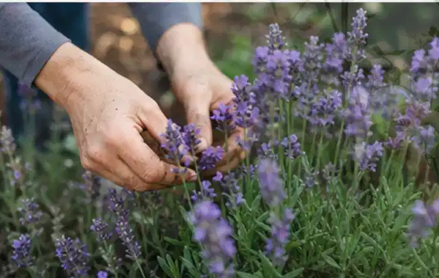 Hände pflegen blühenden Lavendel in einem natürlich angelegten Gartenbeet; Thema Herbstblüher, Schwerpunkt Blumen; Kontrolle.
