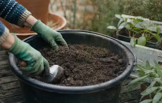 Behandschuhte Hände bereiten lockere Pflanzerde in einem großen Kübel vor; Thema Herbstblüher, Schwerpunkt Boden; Ergebnis.