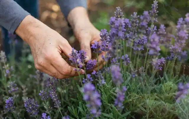 Hände pflegen blühenden Lavendel in einem natürlich angelegten Gartenbeet; Thema Herbstblüher, Schwerpunkt Boden; Praxisalltag.