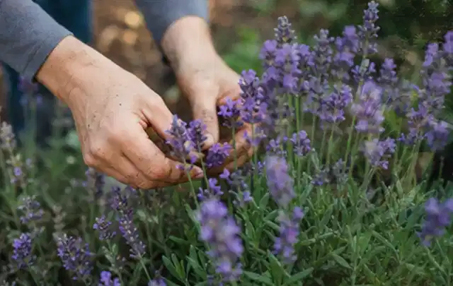 Hände pflegen blühenden Lavendel in einem natürlich angelegten Gartenbeet; Thema Herbstblüher, Schwerpunkt Düngung; Praxisalltag.
