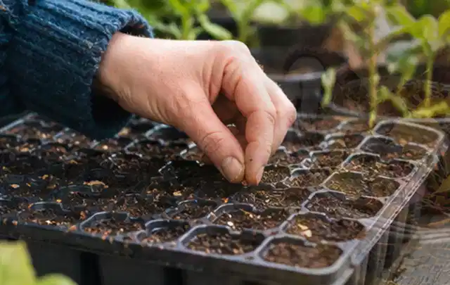 Hand legt einzelne Samen in vorbereitete Anzuchtschalen mit lockerer Erde; Thema Herbstblüher, Schwerpunkt Einsteigerwissen; Kontrolle.