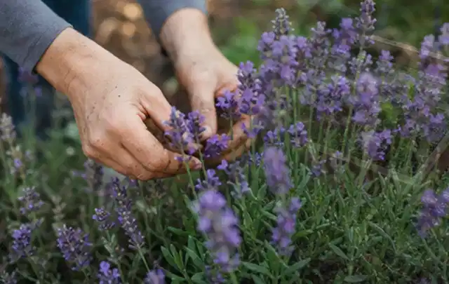 Hände pflegen blühenden Lavendel in einem natürlich angelegten Gartenbeet; Thema Herbstblüher, Schwerpunkt Einsteigerwissen; Praxisalltag.