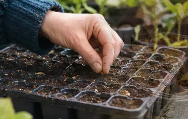 Hand legt einzelne Samen in vorbereitete Anzuchtschalen mit lockerer Erde; Thema Herbstblüher, Schwerpunkt Fehlerhilfe; Ausgangslage.