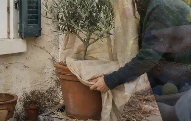 Person umhüllt eine mediterrane Kübelpflanze mit atmungsaktivem Winterschutz; Thema Herbstblüher, Schwerpunkt Fehlerhilfe; Umsetzung.