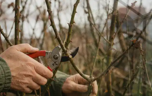 Hände schneiden einen älteren Rosenstrauch mit einer sauberen Gartenschere; Thema Herbstblüher, Schwerpunkt Gartenpraxis; Ausgangslage.