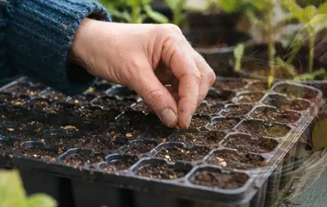 Hand legt einzelne Samen in vorbereitete Anzuchtschalen mit lockerer Erde; Thema Herbstblüher, Schwerpunkt Gartenpraxis; Umsetzung.