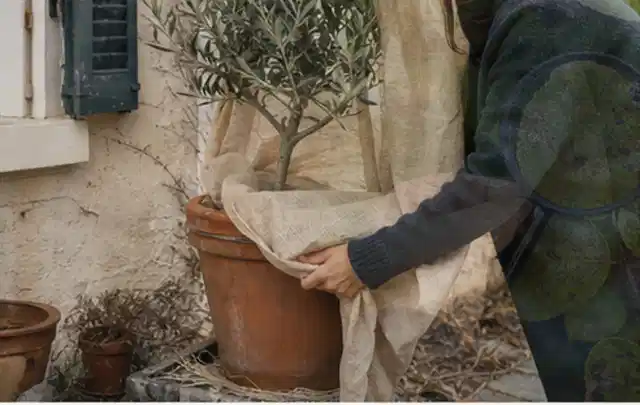 Person umhüllt eine mediterrane Kübelpflanze mit atmungsaktivem Winterschutz; Thema Herbstblüher, Schwerpunkt Gartenpraxis; Kontrolle.