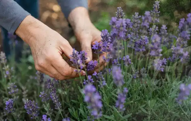 Hände pflegen blühenden Lavendel in einem natürlich angelegten Gartenbeet; Thema Herbstblüher, Schwerpunkt Jahrespflege; Ausgangslage.