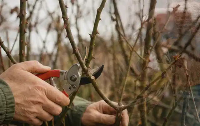 Hände schneiden einen älteren Rosenstrauch mit einer sauberen Gartenschere; Thema Herbstblüher, Schwerpunkt Jahrespflege; Umsetzung.