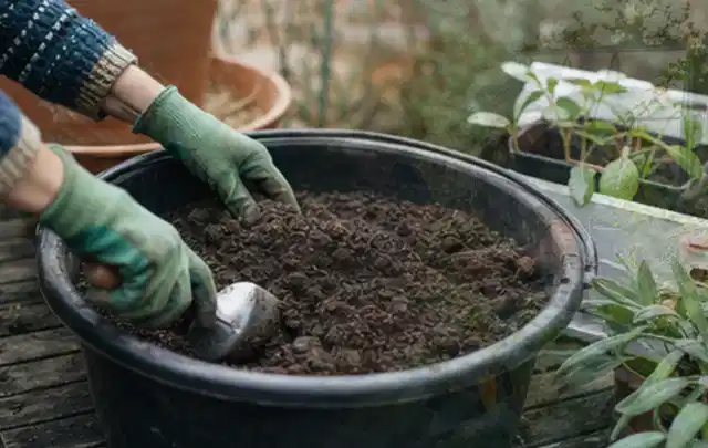Behandschuhte Hände bereiten lockere Pflanzerde in einem großen Kübel vor; Thema Herbstblüher, Schwerpunkt Jahrespflege; Ergebnis.