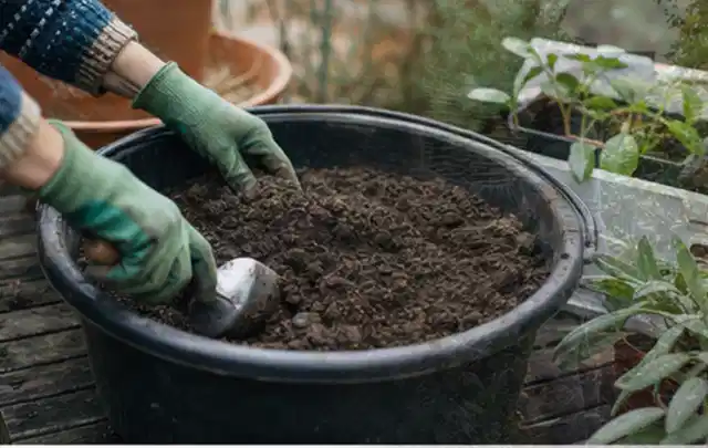 Behandschuhte Hände bereiten lockere Pflanzerde in einem großen Kübel vor; Thema Herbstblüher, Schwerpunkt Kaufberatung; Praxisalltag.