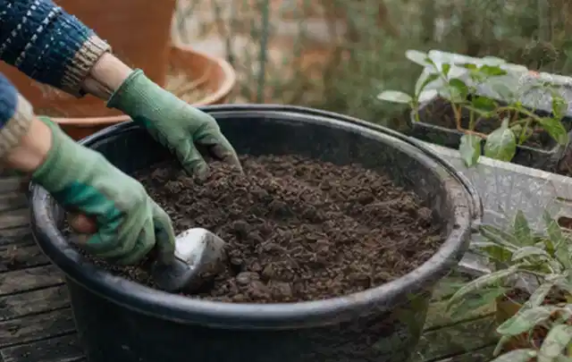 Behandschuhte Hände bereiten lockere Pflanzerde in einem großen Kübel vor; Thema Herbstblüher, Schwerpunkt Pflanzengesundheit; Ausgangslage.
