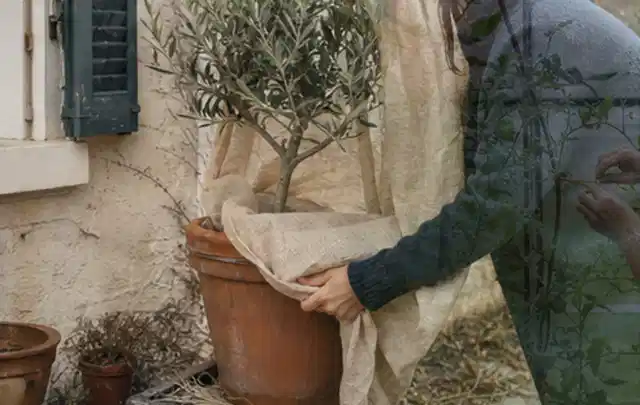 Person umhüllt eine mediterrane Kübelpflanze mit atmungsaktivem Winterschutz; Thema Herbstblüher, Schwerpunkt Pflanzengesundheit; Kontrolle.