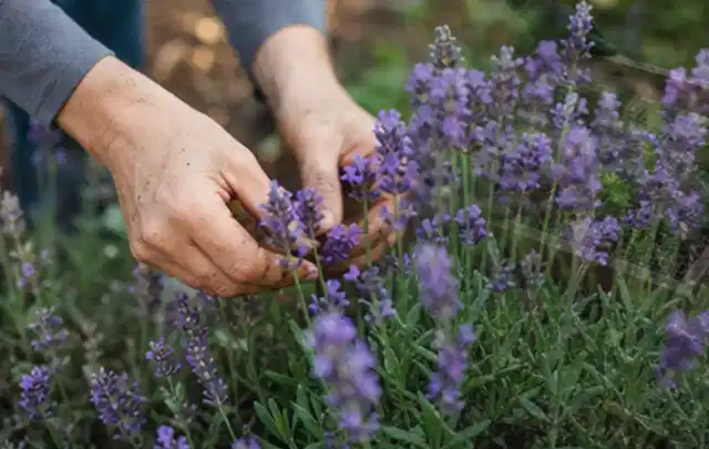 Hände pflegen blühenden Lavendel in einem natürlich angelegten Gartenbeet; Thema Herbstblüher, Schwerpunkt Pflanzengesundheit; Praxisalltag.