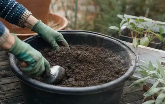 Behandschuhte Hände bereiten lockere Pflanzerde in einem großen Kübel vor; Thema Herbstblüher, Schwerpunkt Pflanzenschutz; Ergebnis.