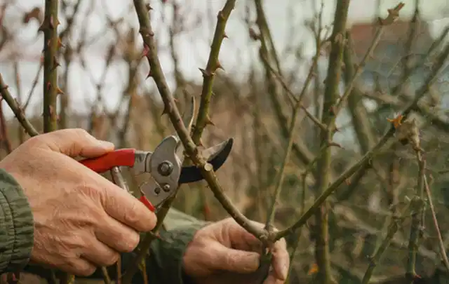 Hände schneiden einen älteren Rosenstrauch mit einer sauberen Gartenschere; Thema Herbstblüher, Schwerpunkt Pflanzpartner; Umsetzung.