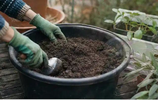 Behandschuhte Hände bereiten lockere Pflanzerde in einem großen Kübel vor; Thema Herbstblüher, Schwerpunkt Pflanzpartner; Kontrolle.