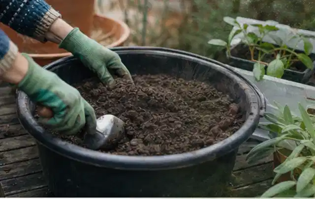 Behandschuhte Hände bereiten lockere Pflanzerde in einem großen Kübel vor; Thema Herbstblüher, Schwerpunkt Problemlösung; Ausgangslage.