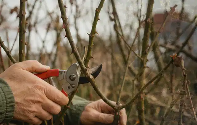 Hände schneiden einen älteren Rosenstrauch mit einer sauberen Gartenschere; Thema Herbstblüher, Schwerpunkt Rückschnitt; Ausgangslage.