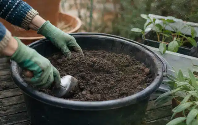 Behandschuhte Hände bereiten lockere Pflanzerde in einem großen Kübel vor; Thema Herbstblüher, Schwerpunkt Rückschnitt; Umsetzung.