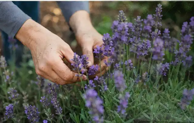 Hände pflegen blühenden Lavendel in einem natürlich angelegten Gartenbeet; Thema Herbstblüher, Schwerpunkt Rückschnitt; Kontrolle.