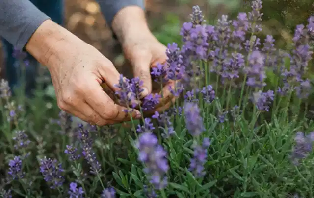 Hände pflegen blühenden Lavendel in einem natürlich angelegten Gartenbeet; Thema Herbstblüher, Schwerpunkt Sortenwahl; Kontrolle.