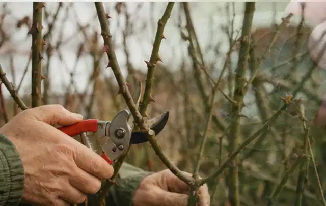Hände schneiden einen älteren Rosenstrauch mit einer sauberen Gartenschere; Thema Herbstblüher, Schwerpunkt Standort; Praxisalltag.