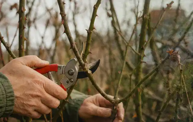 Hände schneiden einen älteren Rosenstrauch mit einer sauberen Gartenschere; Thema Herbstblüher, Schwerpunkt Topfkultur; Ausgangslage.