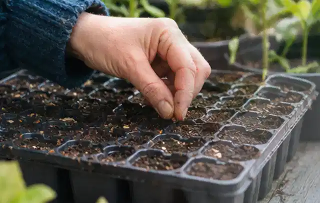 Hand legt einzelne Samen in vorbereitete Anzuchtschalen mit lockerer Erde; Thema Herbstblüher, Schwerpunkt Topfkultur; Praxisalltag.