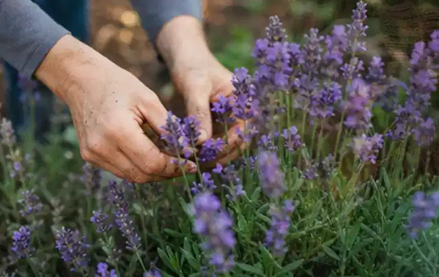 Hände pflegen blühenden Lavendel in einem natürlich angelegten Gartenbeet; Thema Herbstblüher, Schwerpunkt Vermehrung; Ausgangslage.