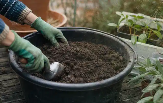 Behandschuhte Hände bereiten lockere Pflanzerde in einem großen Kübel vor; Thema Herbstblüher, Schwerpunkt Vermehrung; Kontrolle.