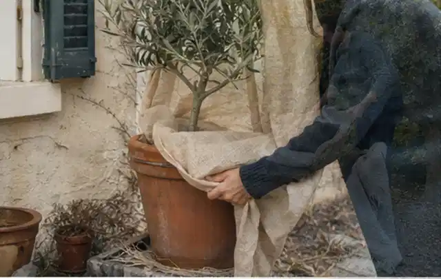 Person umhüllt eine mediterrane Kübelpflanze mit atmungsaktivem Winterschutz; Thema Herbstblüher, Schwerpunkt Vermehrung; Ergebnis.