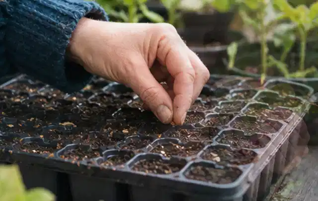 Hand legt einzelne Samen in vorbereitete Anzuchtschalen mit lockerer Erde; Thema Herbstblüher, Schwerpunkt Wachstum; Ergebnis.