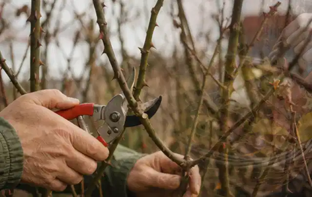 Hände schneiden einen älteren Rosenstrauch mit einer sauberen Gartenschere; Thema Herbstblüher, Schwerpunkt Winterpflege; Kontrolle.