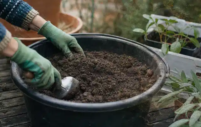 Behandschuhte Hände bereiten lockere Pflanzerde in einem großen Kübel vor; Thema Herbstblüher, Schwerpunkt Winterpflege; Ergebnis.