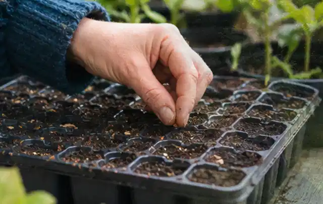 Hand legt einzelne Samen in vorbereitete Anzuchtschalen mit lockerer Erde; Thema Herbstblüher, Schwerpunkt Winterpflege; Praxisalltag.