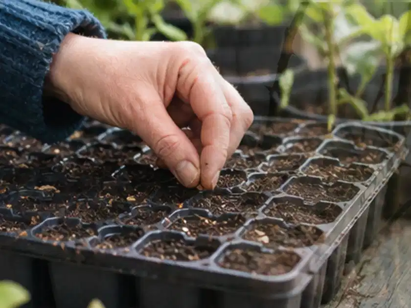 Hand legt einzelne Samen in vorbereitete Anzuchtschalen mit lockerer Erde; Thema Himbeeren, Schwerpunkt Anbau; Titelbild.