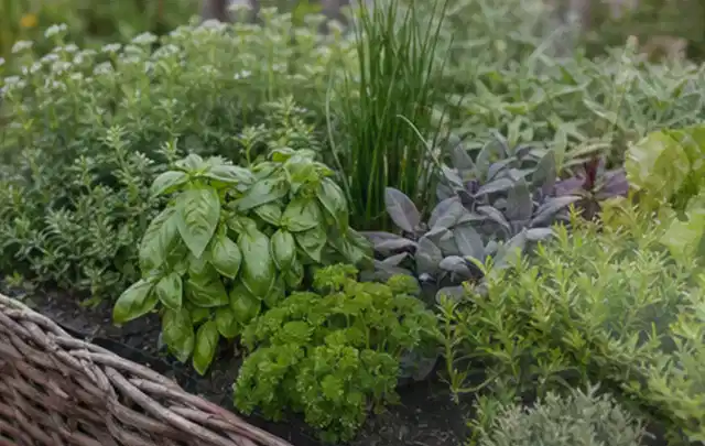 Dichtes Hochbeet mit Basilikum Schnittlauch Petersilie Salbei und weiteren Küchenkräutern; Thema Himbeeren, Schwerpunkt Aussaat; Ausgangslage.