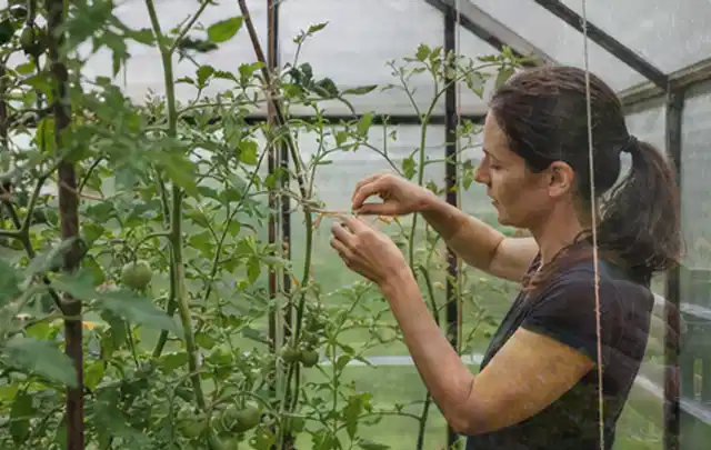 Person bindet junge Tomatentriebe in einem privaten Gewächshaus vorsichtig an; Thema Himbeeren, Schwerpunkt Aussaat; Umsetzung.