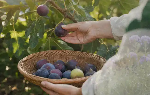 Hand pflückt eine reife Feige über einem flachen Korb mit Früchten; Thema Himbeeren, Schwerpunkt Balkongarten; Ergebnis.
