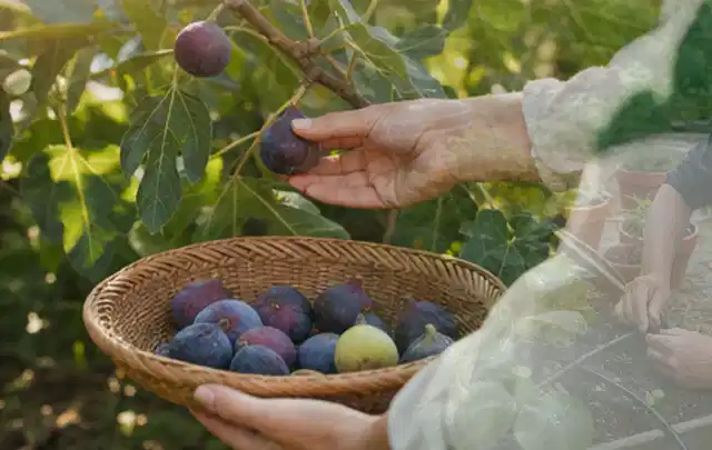 Hand pflückt eine reife Feige über einem flachen Korb mit Früchten; Thema Himbeeren, Schwerpunkt Bewässerung; Ausgangslage.