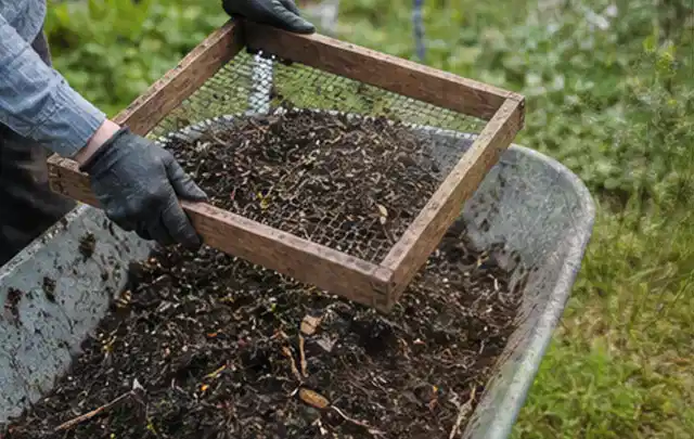 Behandschuhte Hände sieben reifen Kompost über einer Gartenschubkarre; Thema Himbeeren, Schwerpunkt Bewässerung; Ergebnis.