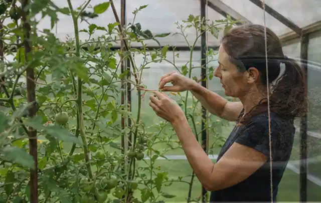 Person bindet junge Tomatentriebe in einem privaten Gewächshaus vorsichtig an; Thema Himbeeren, Schwerpunkt Boden; Ergebnis.