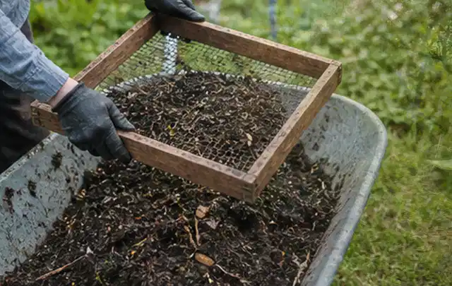 Behandschuhte Hände sieben reifen Kompost über einer Gartenschubkarre; Thema Himbeeren, Schwerpunkt Boden; Praxisalltag.