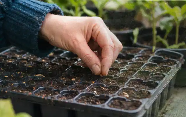 Hand legt einzelne Samen in vorbereitete Anzuchtschalen mit lockerer Erde; Thema Himbeeren, Schwerpunkt Einsteigerwissen; Ausgangslage.